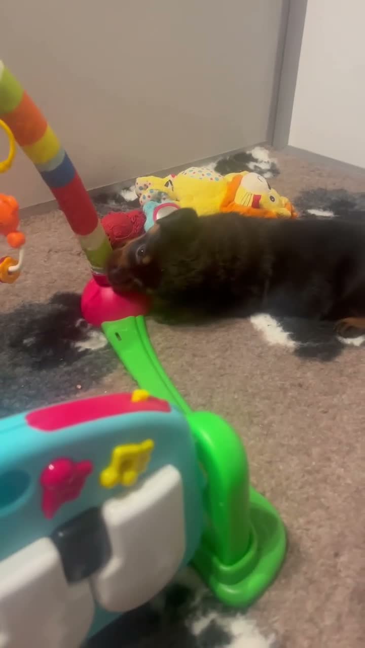 Rottweiler dogs for sale: Health tested Rottweiler puppy’s for sale  - Video 1