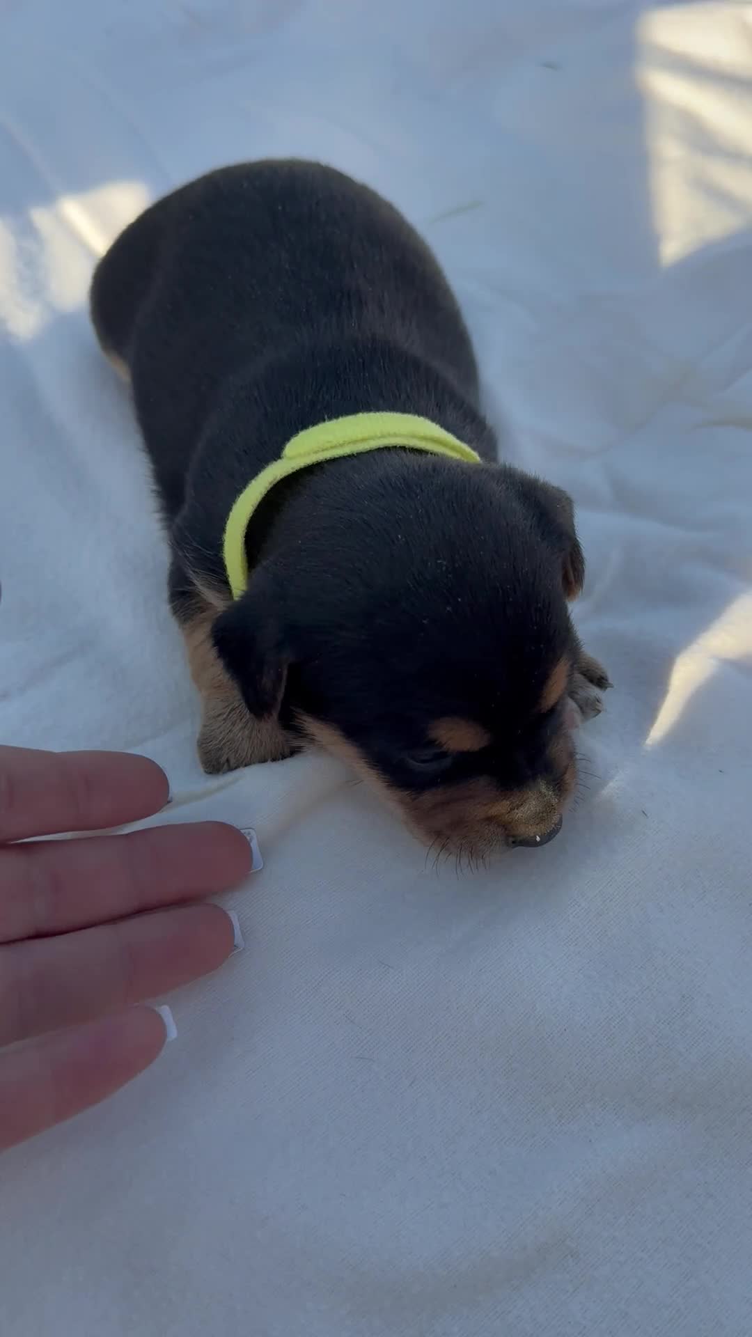 Jack Russell dogs for sale: Beautiful Black & Tan Jack Russell - Video 2