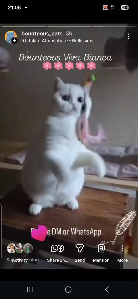 British Shorthair cats for sale: Closing of BSH cattery, 50% discount  - Video 2