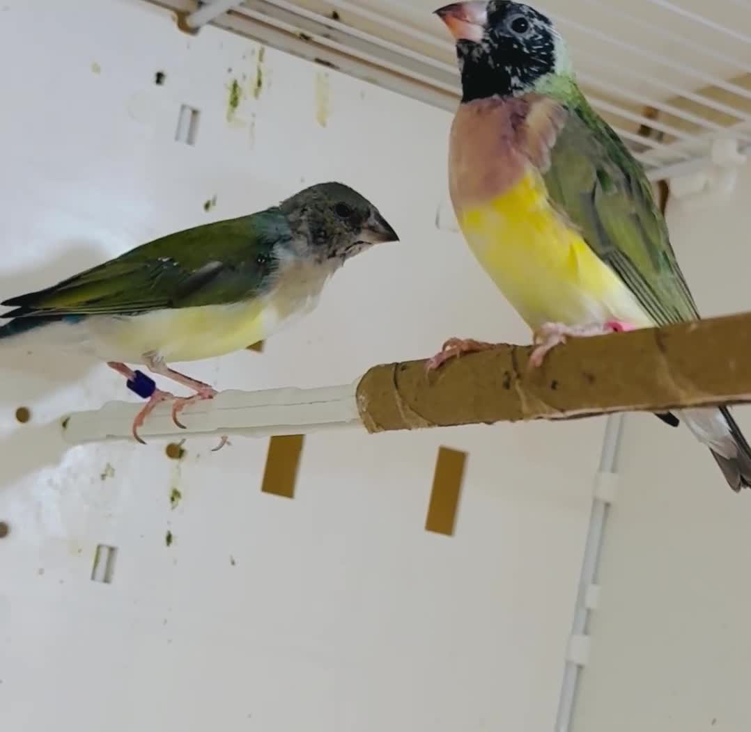 Finches birds for sale: Female Gouildian finches available young  - Video 3