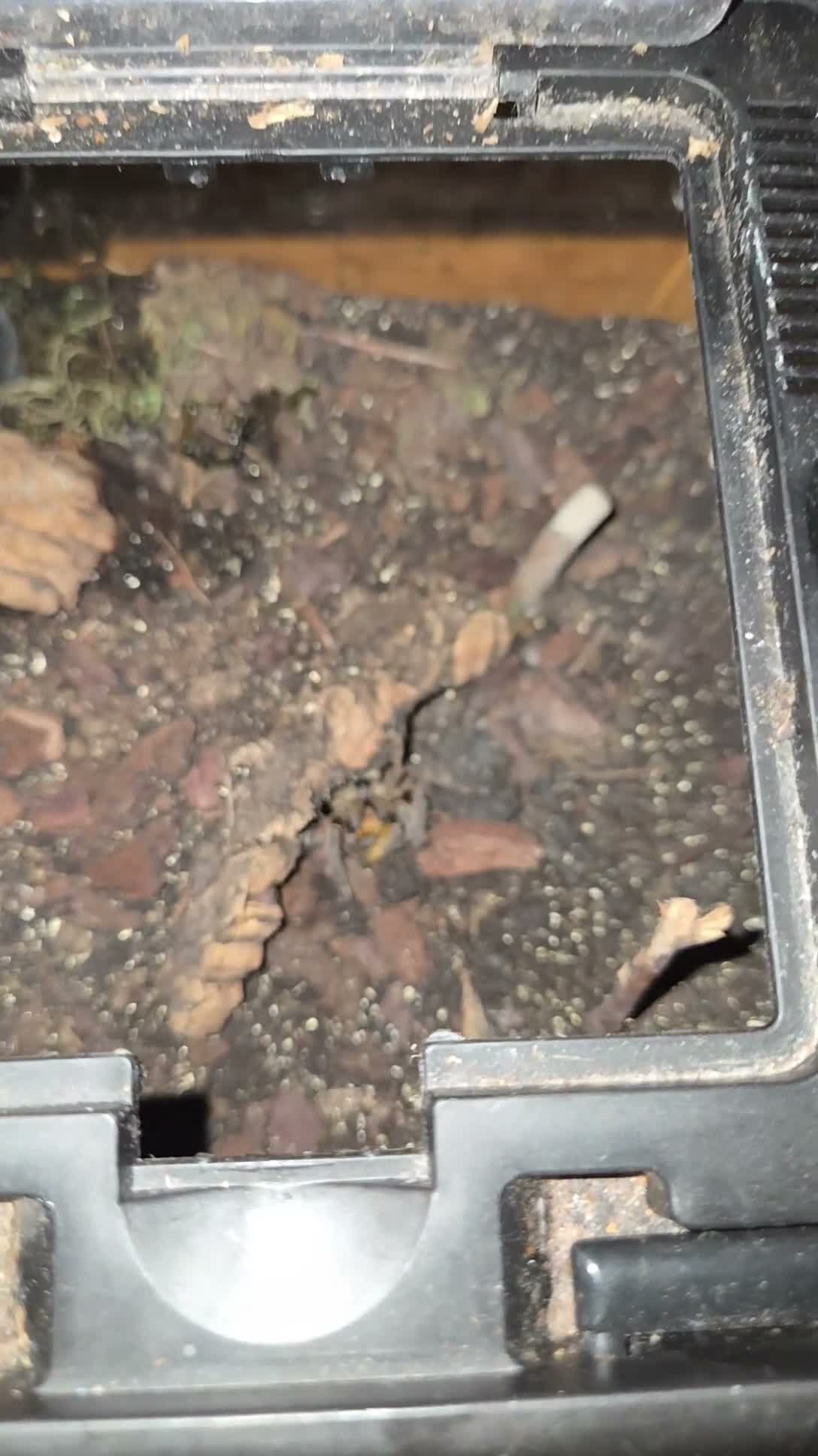 Tarantulas invertebrates for sale: List of tarantulas available  in Bradford - Video 1