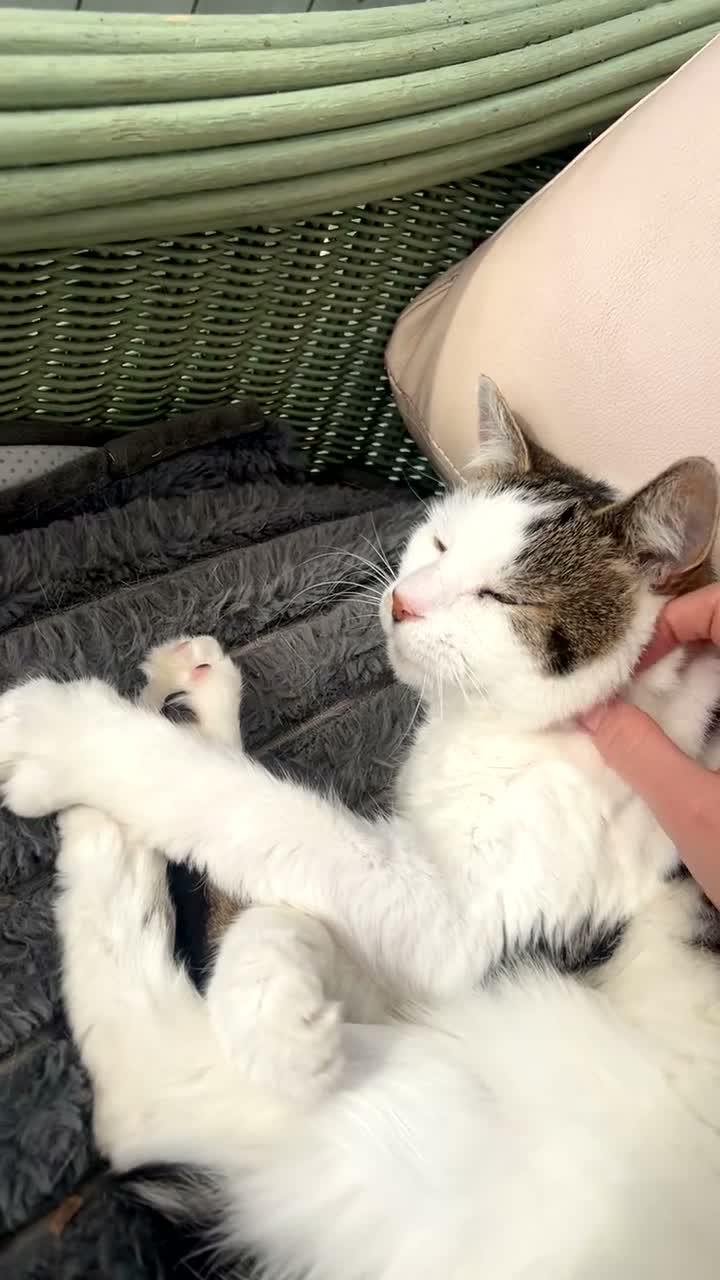 Mixed Breed cats for sale: Loving forever home needed for our Tilly  in Birmingham - Video 1
