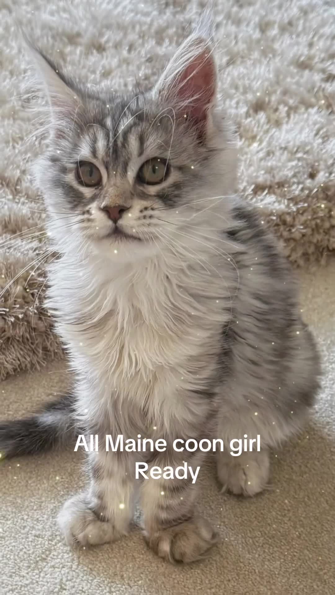 Maine Coon cats for sale: Outstanding pedigree kittens ACTIVE - Video 5