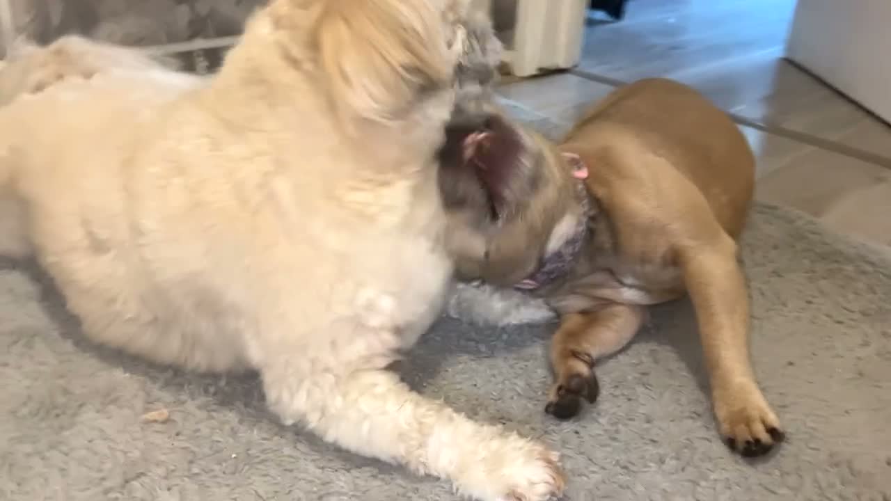 Malshi dogs for sale: Beautiful boy Rio shihtzu/maltese  - Video 1