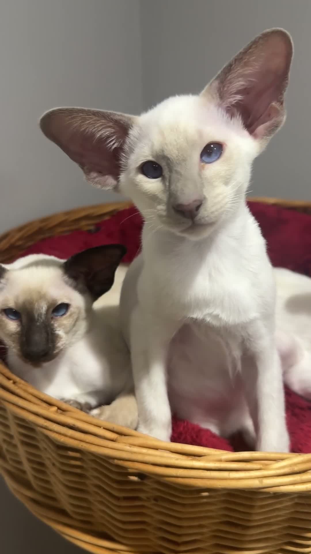 Siamese cats for sale:  Gccf registered Siamese’s  - Video 3