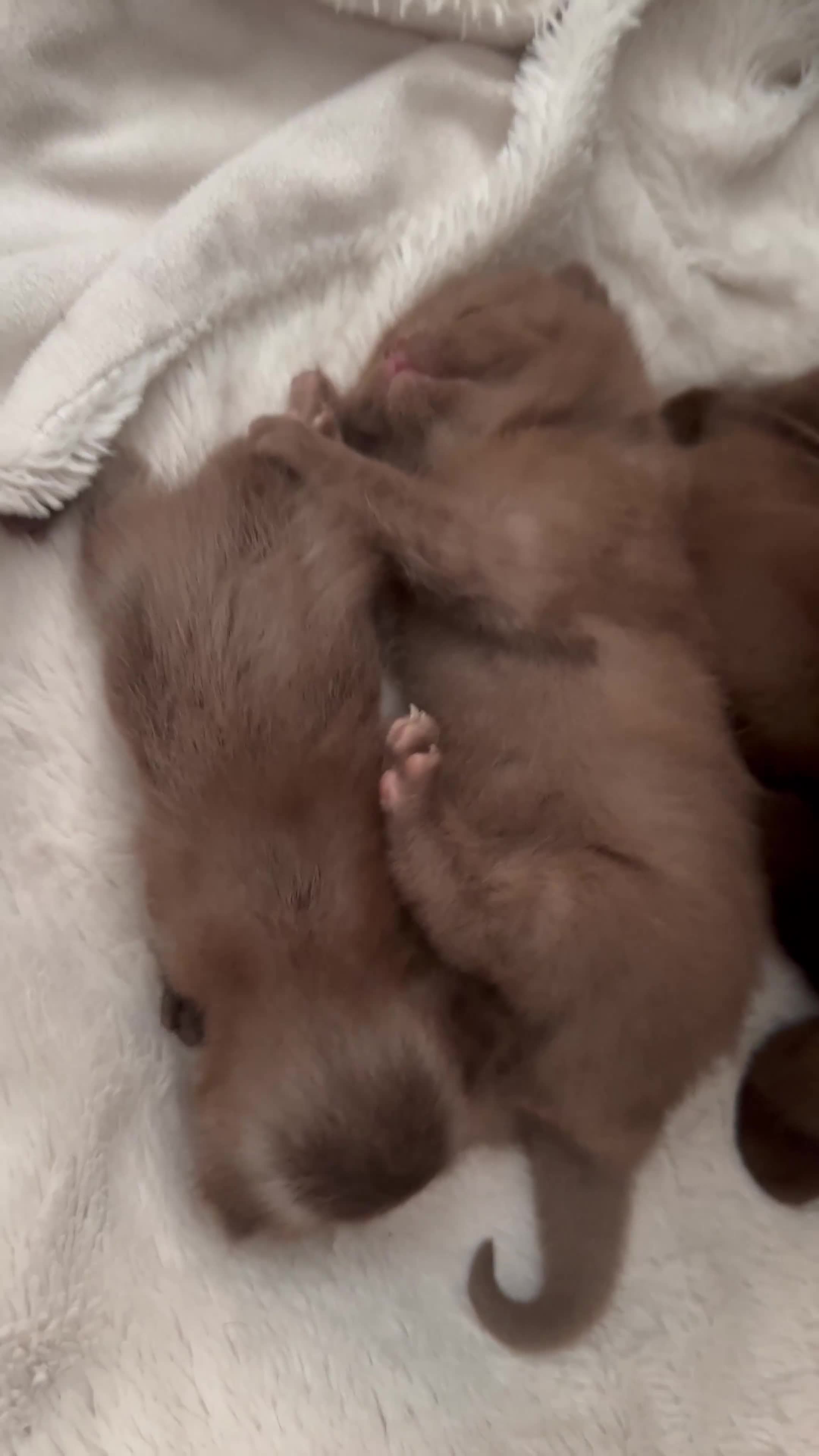 British Shorthair cats for sale: Chocolate brown British shorthair kittens  - Video 1