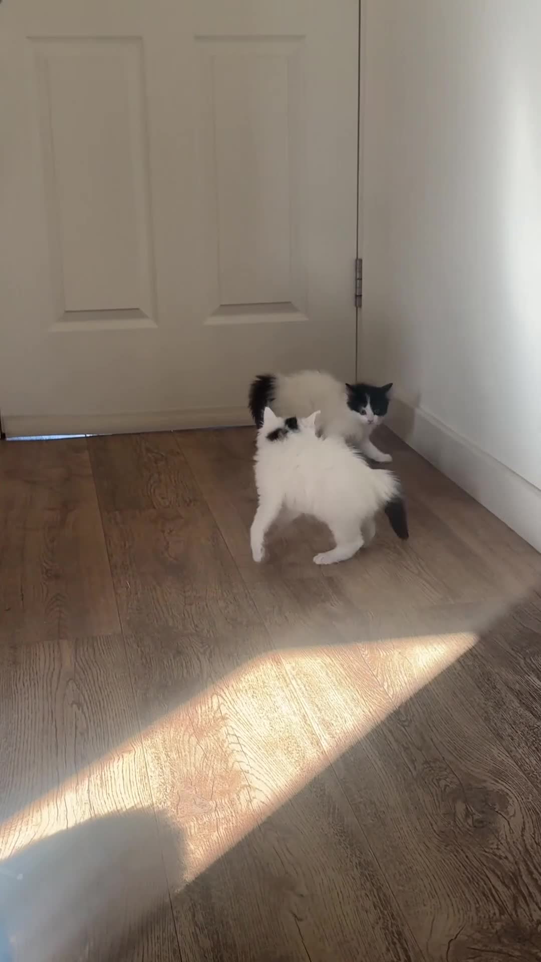 Ragdoll cats for sale: Beautiful Ragdoll Kittens  - Video 5