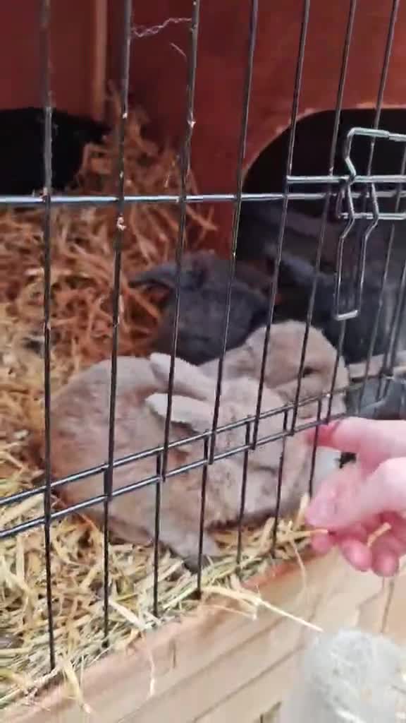 Mini Lop rabbits for sale: Mini lops - Video 2