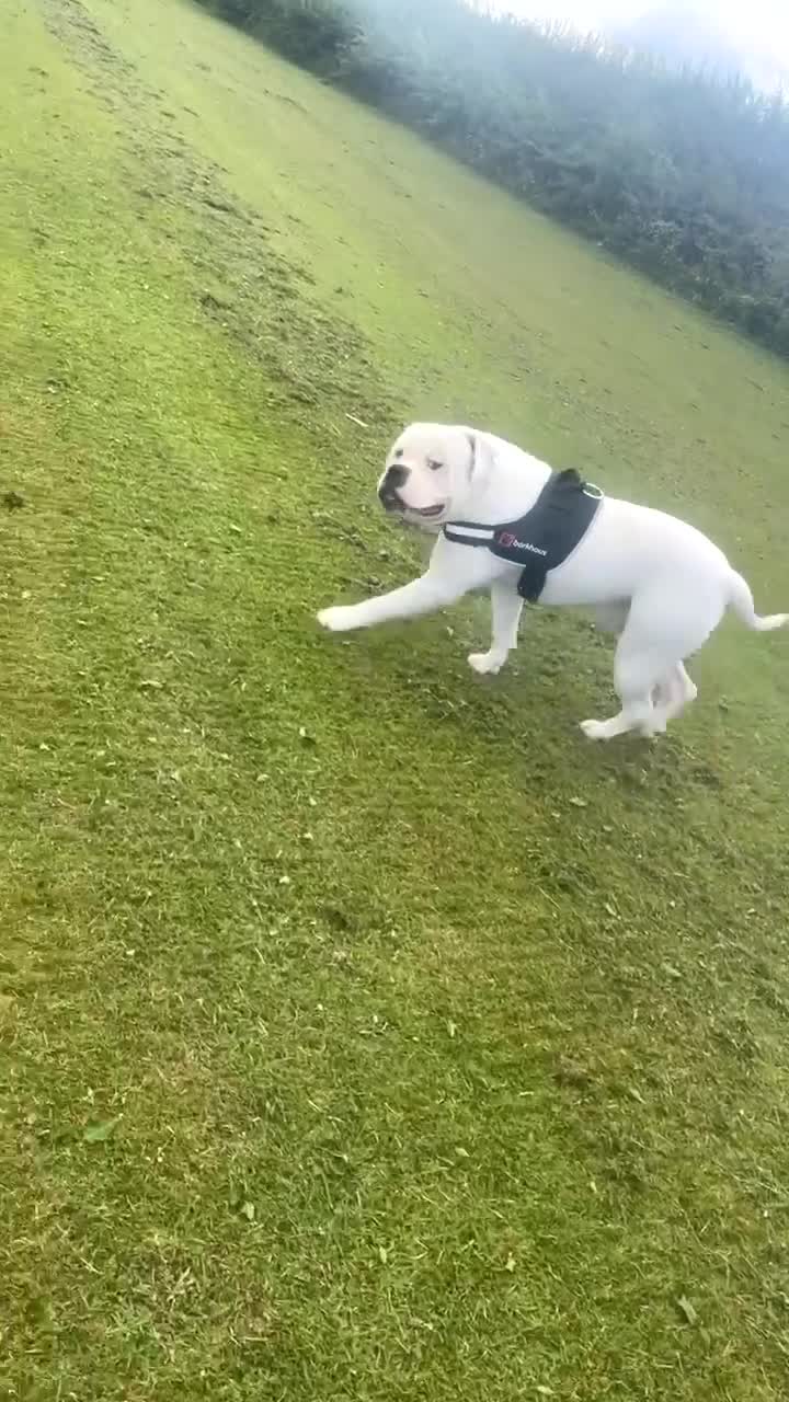 American Bulldog dogs for sale: 3year old Male American bulldog  - Video 1