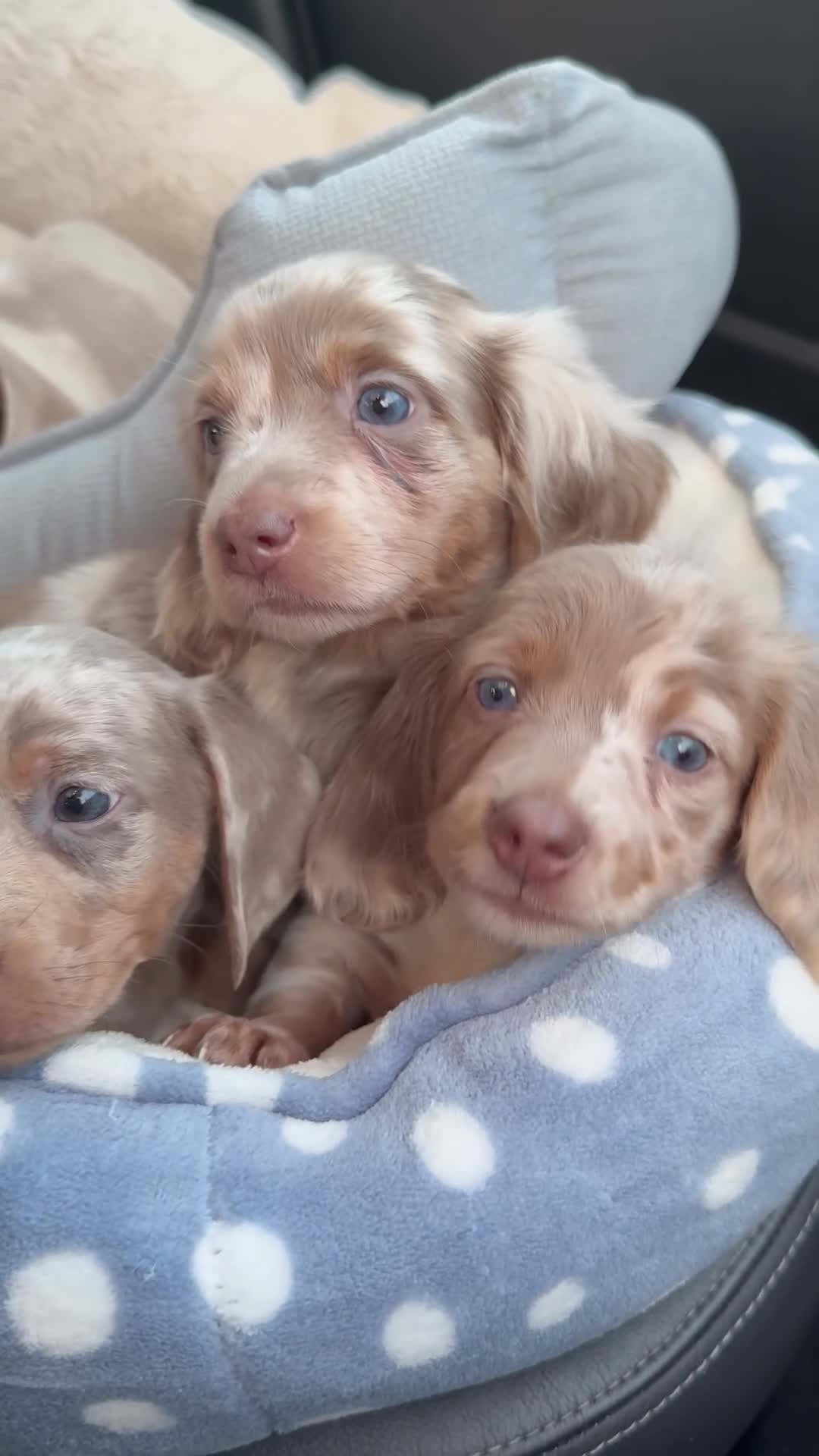 Miniature Dachshund dogs for sale: Miniature dachshund long&short isabella dapple in Harrow - Video 1