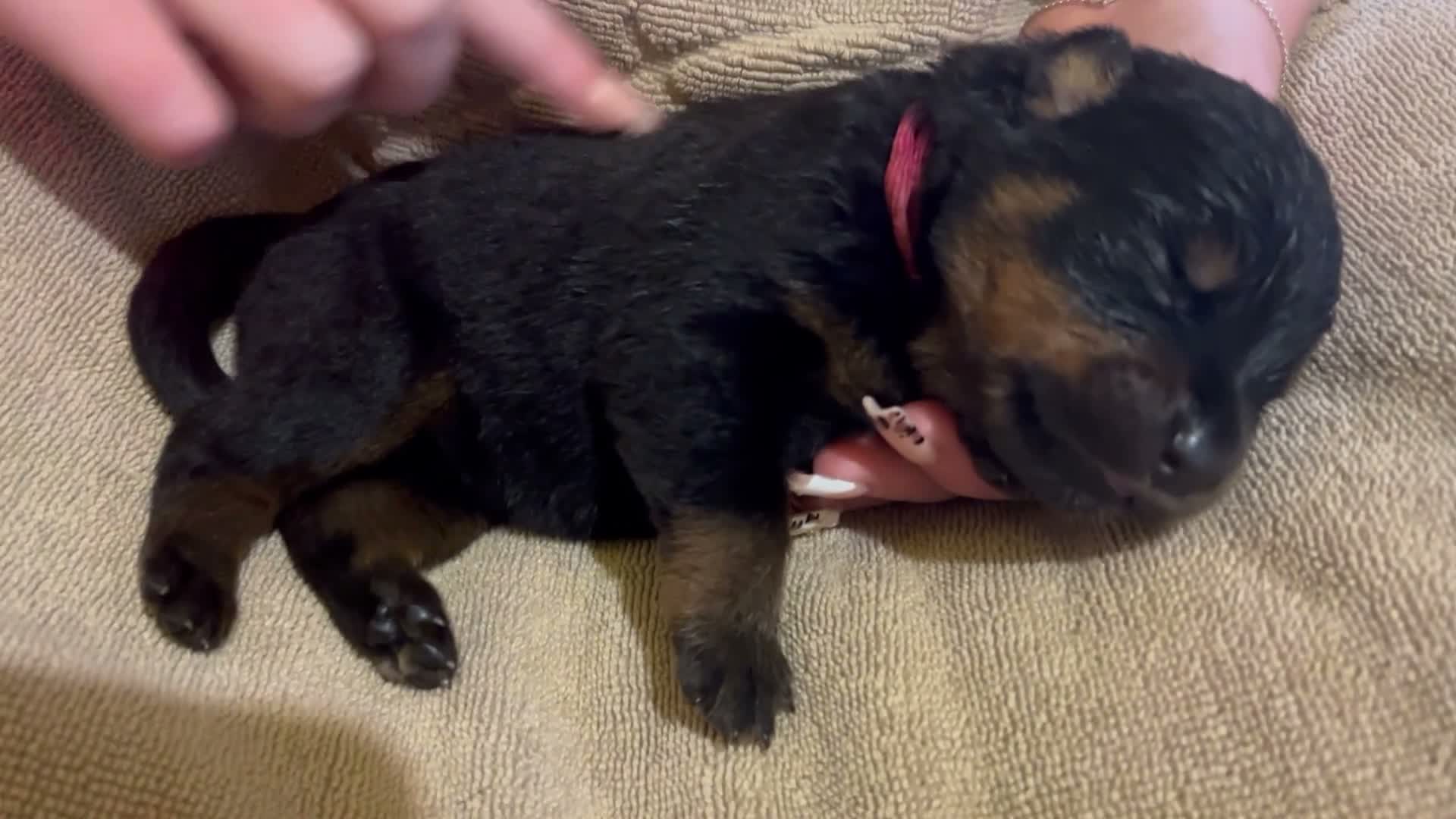 Rottweiler dogs for sale: Rottweilers kc reg fully hereditary tested - Video 3