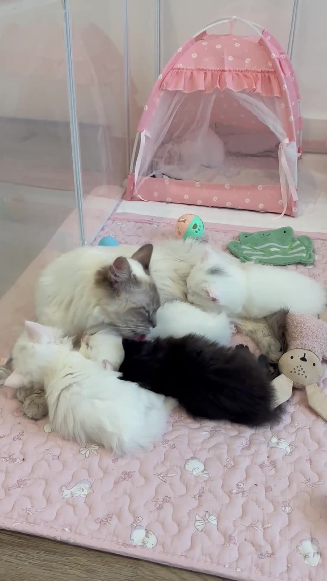 Ragdoll cats for sale: LAST KITTEN LEFT 🎀 - Video 4