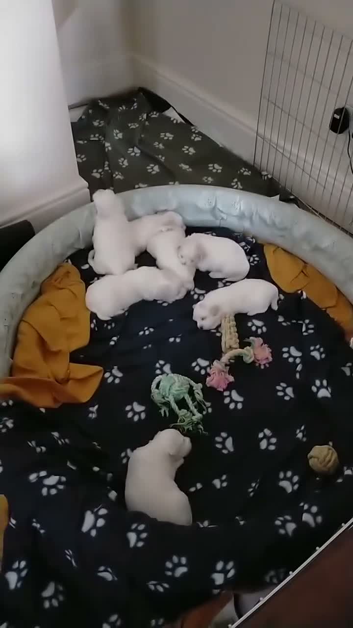 Coton De Tulear dogs for sale: Beautiful Full Coton de Tuléar Puppies in Banff - Video 1