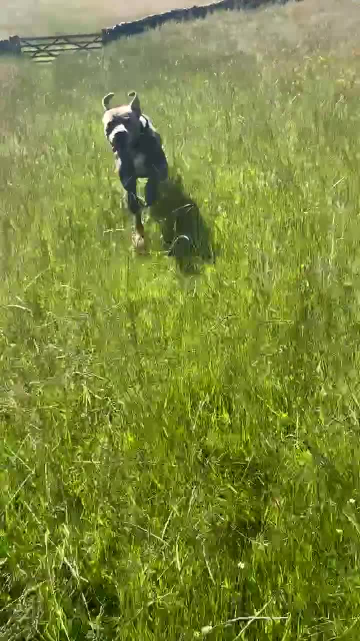 Cane Corso dogs for stud: Louis (for stud) in Hexham - Video 1