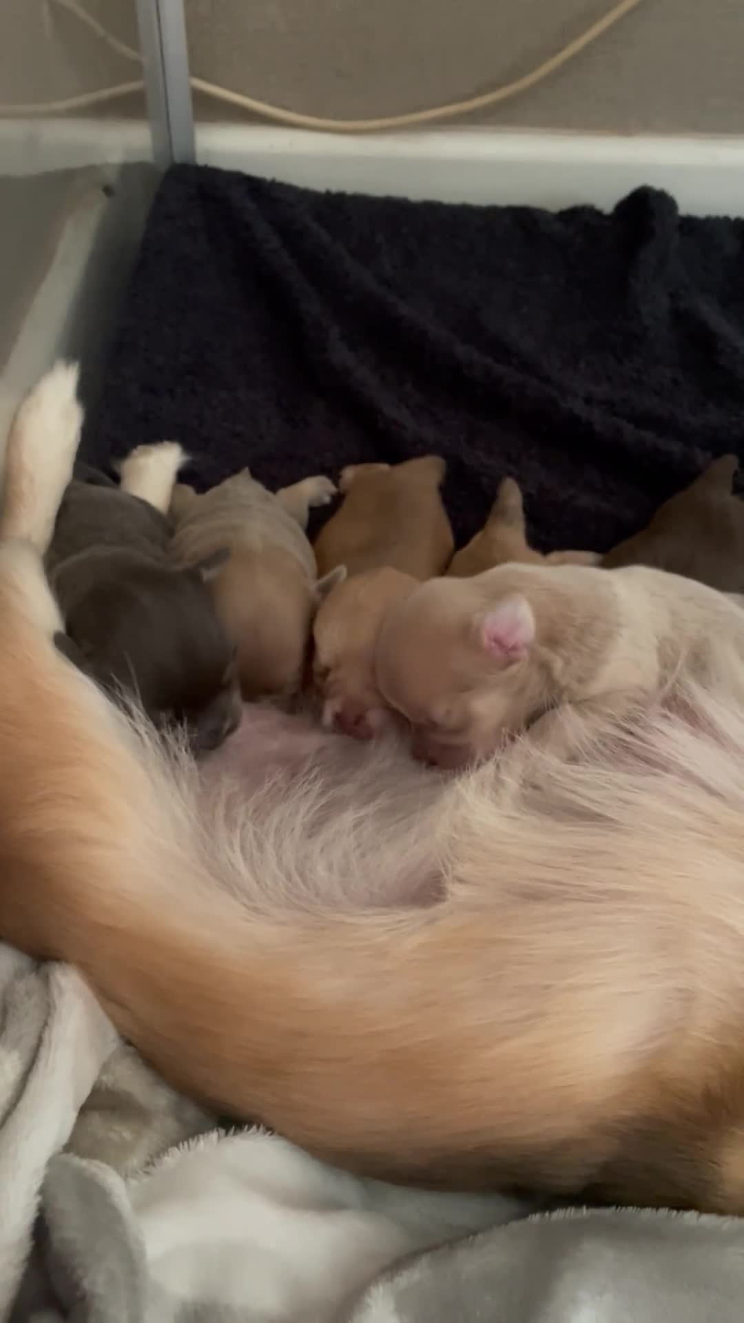 Chihuahua dogs for sale: Pure bred tiny chihuahua puppies  - Video 1