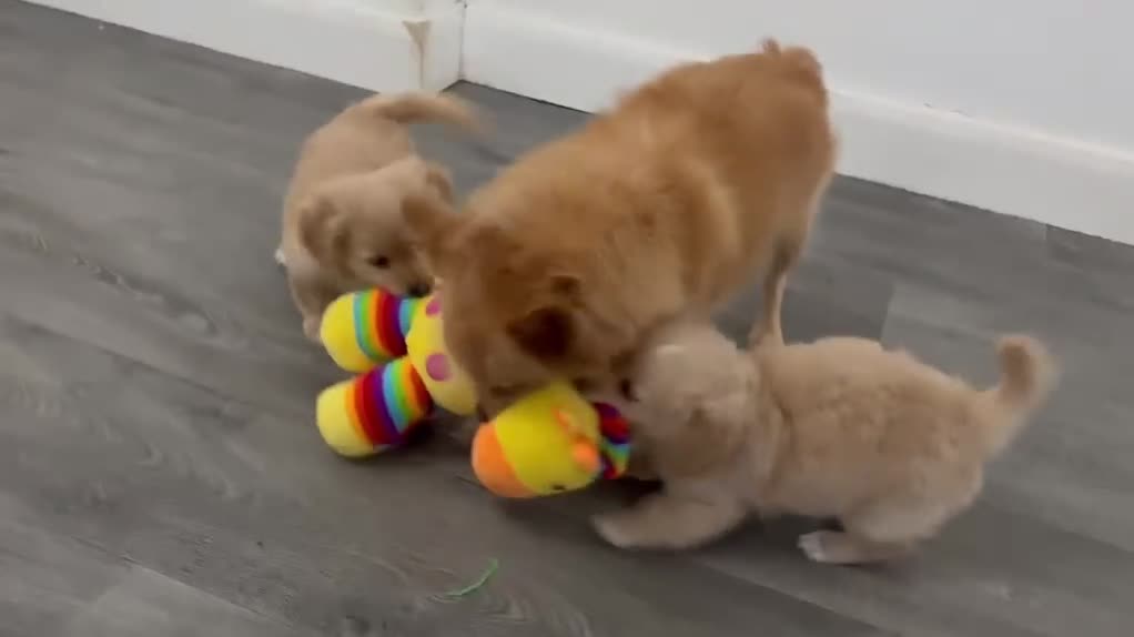 Mixed Breed dogs for sale: 💖 Mini Dachsund x Pomeranian Puppies 💙 - Video 1