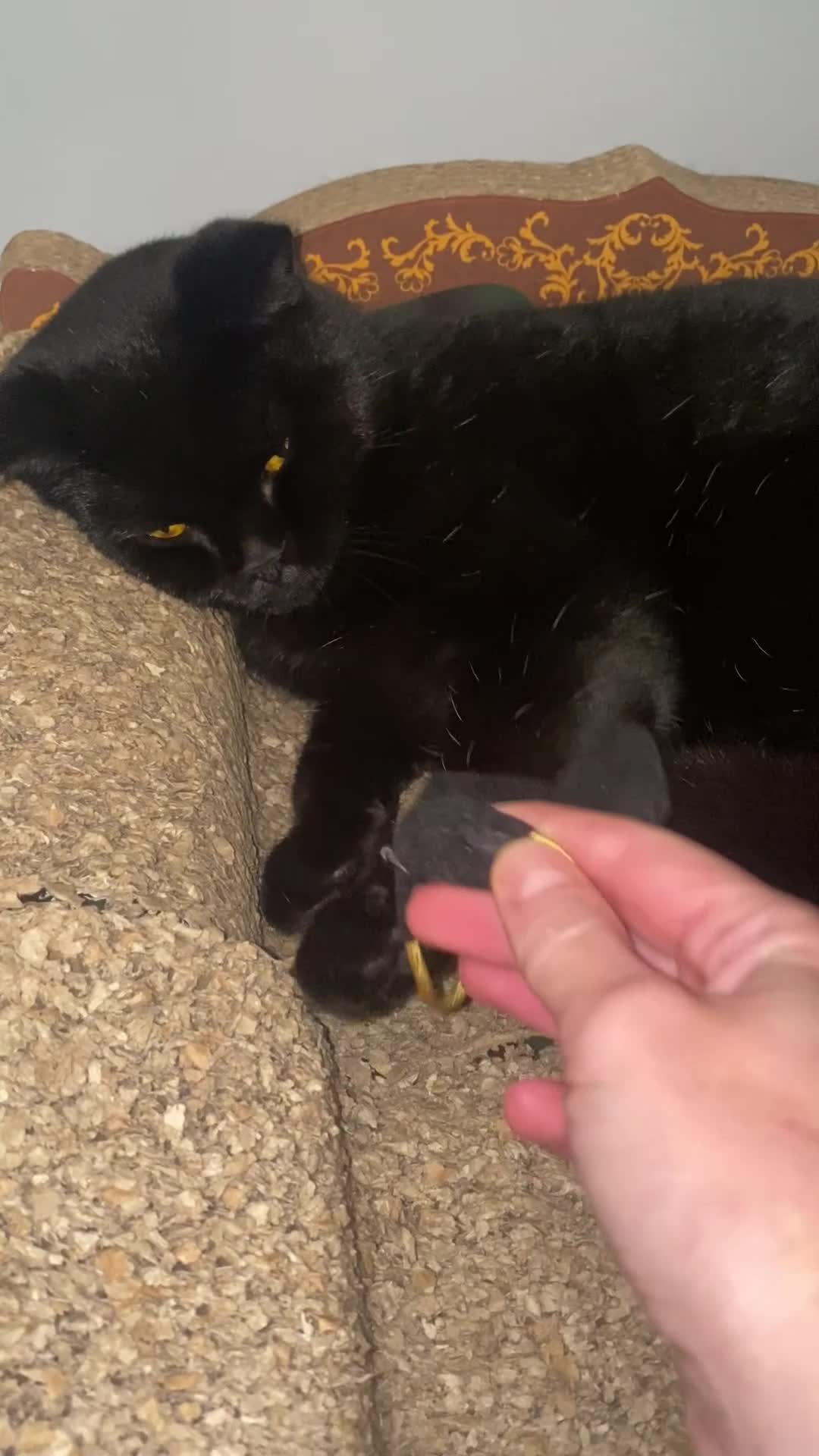 British Shorthair cats for sale: Stunning Unique Pedigree Black British Shorthair  - Video 3