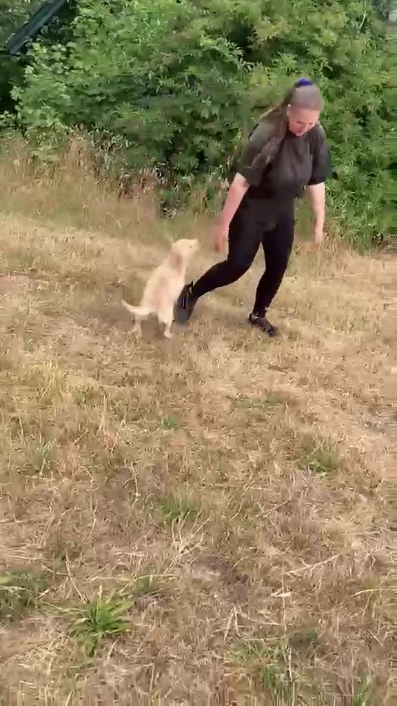 Labradoodle dogs for sale: Beautiful Labradoodle Puppies For Sale - Video 2