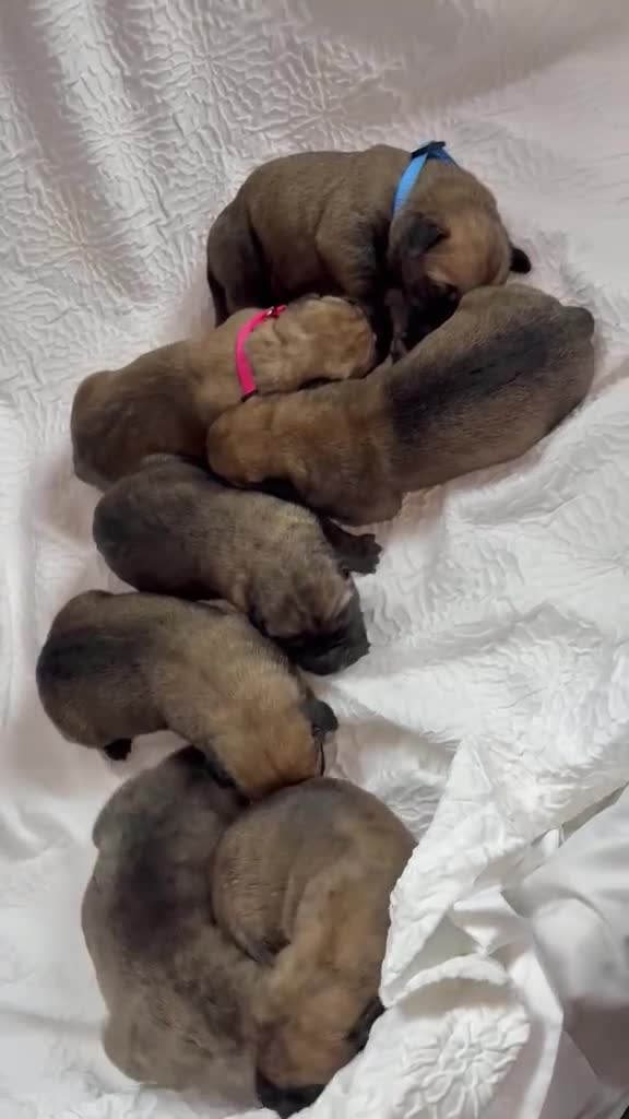 Presa Canario dogs for sale: Purebred Presa canario puppies for sale  - Video 2