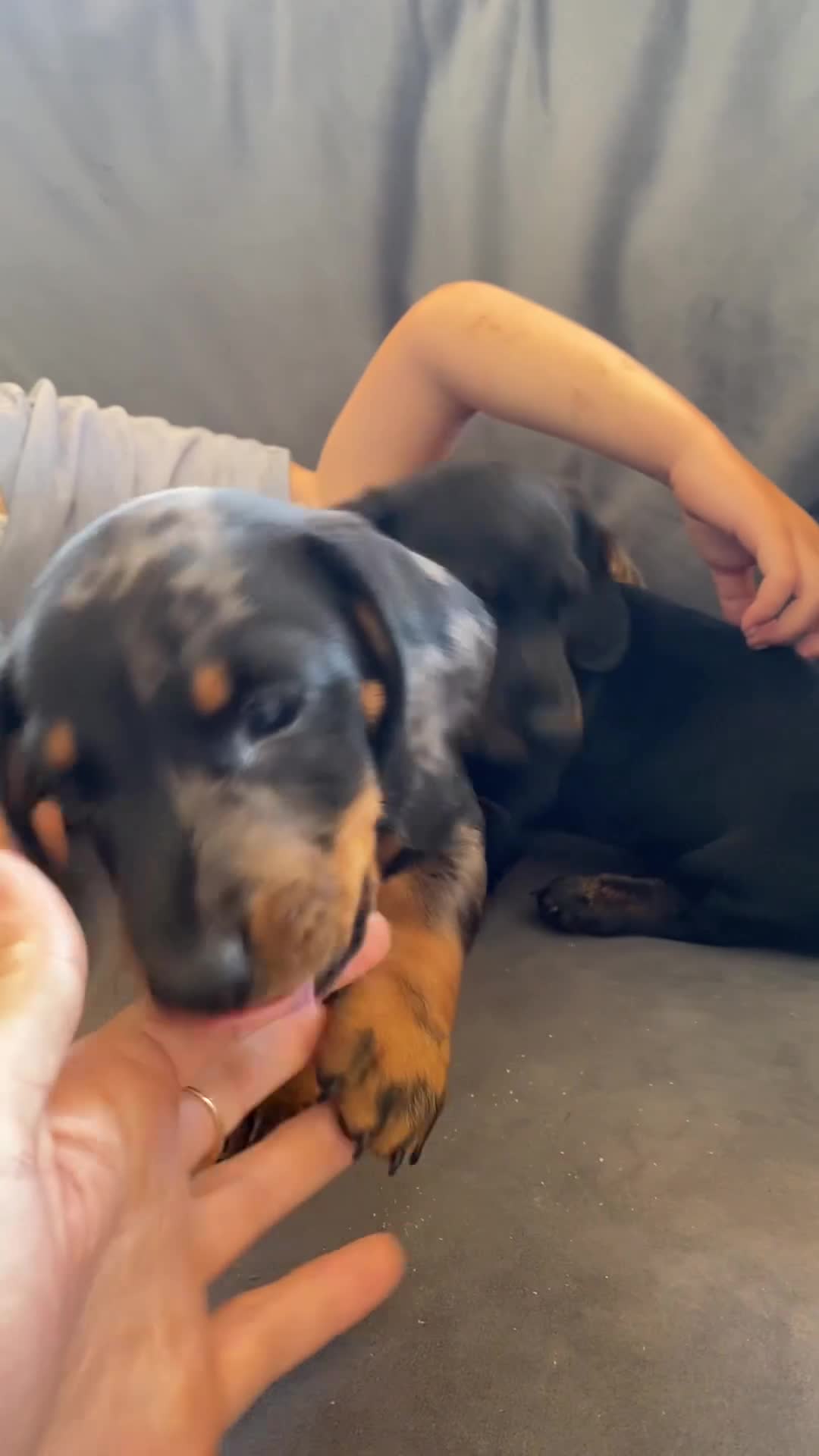 Miniature Dachshund dogs for sale: 3 miniature dachshund 🐾  - Video 2