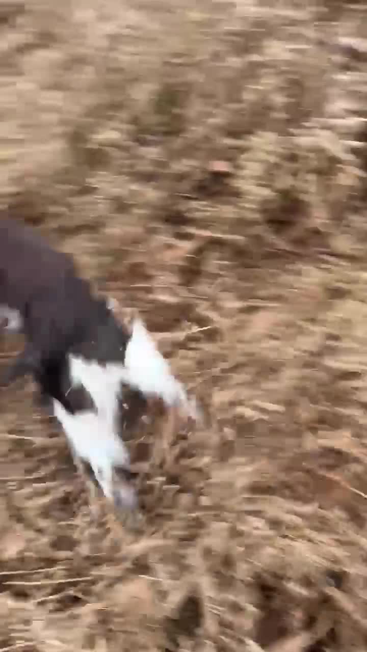 English Springer Spaniel dogs for stud: Fully health tested stud, Pippenmoor Red Flame - Video 4