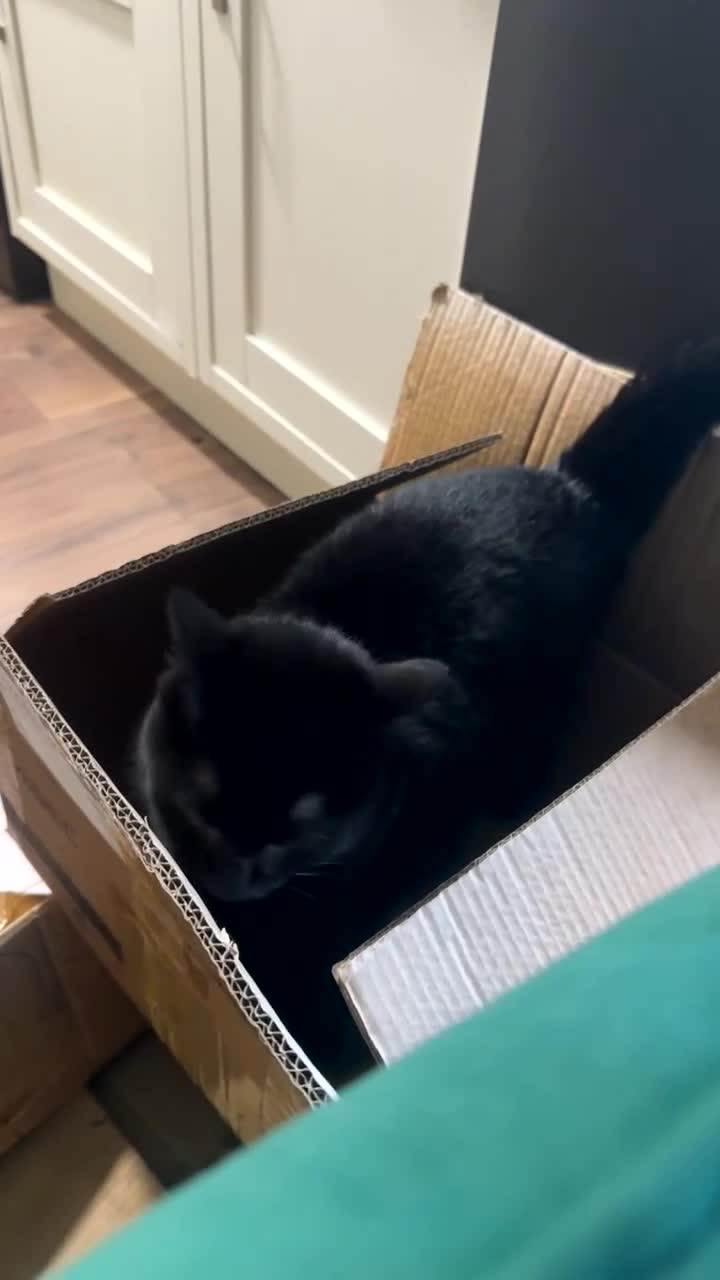 Mixed Breed cats for sale: Luna  - Video 2