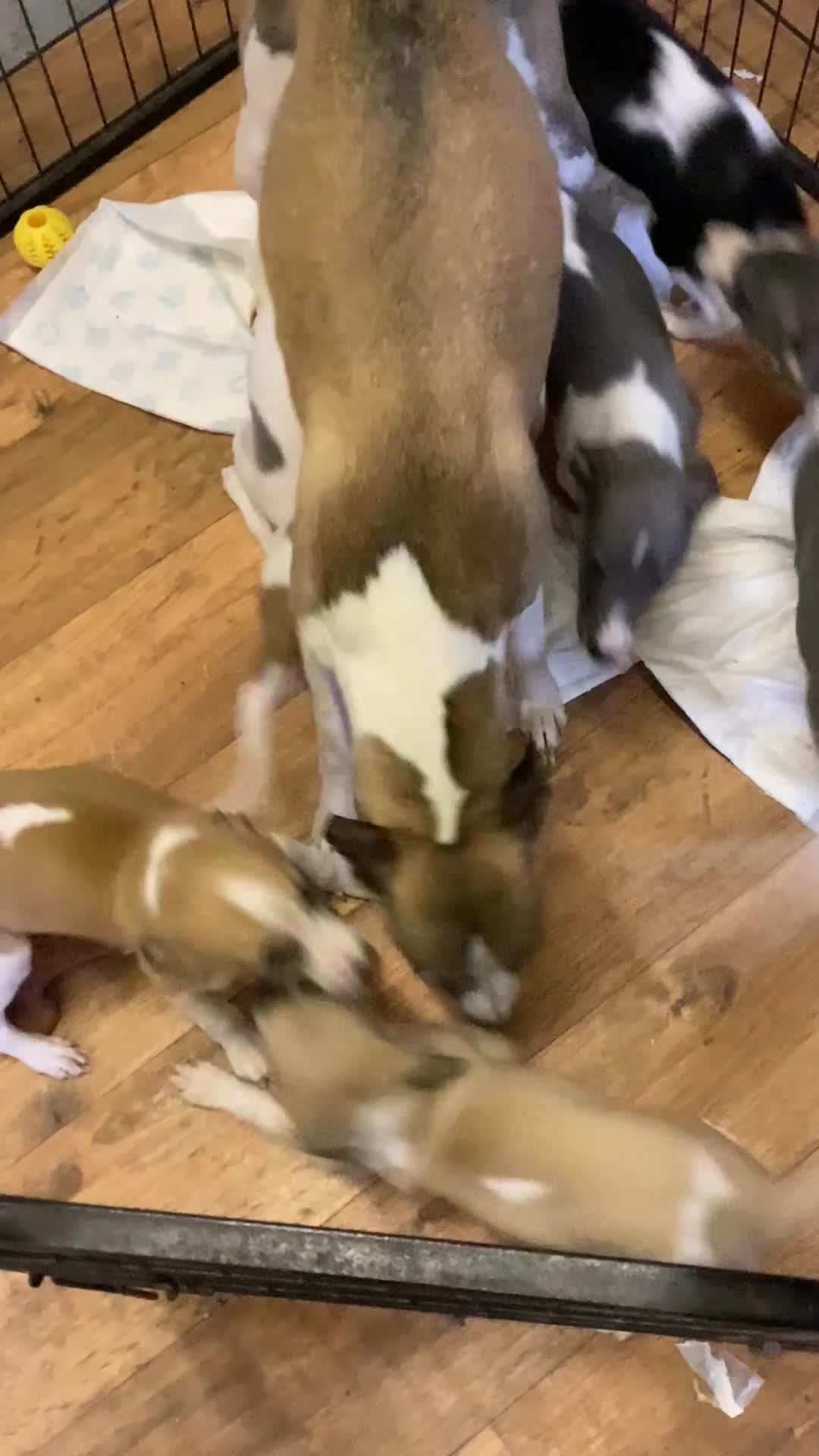 Whippet dogs for sale: Whippet  - Video 1