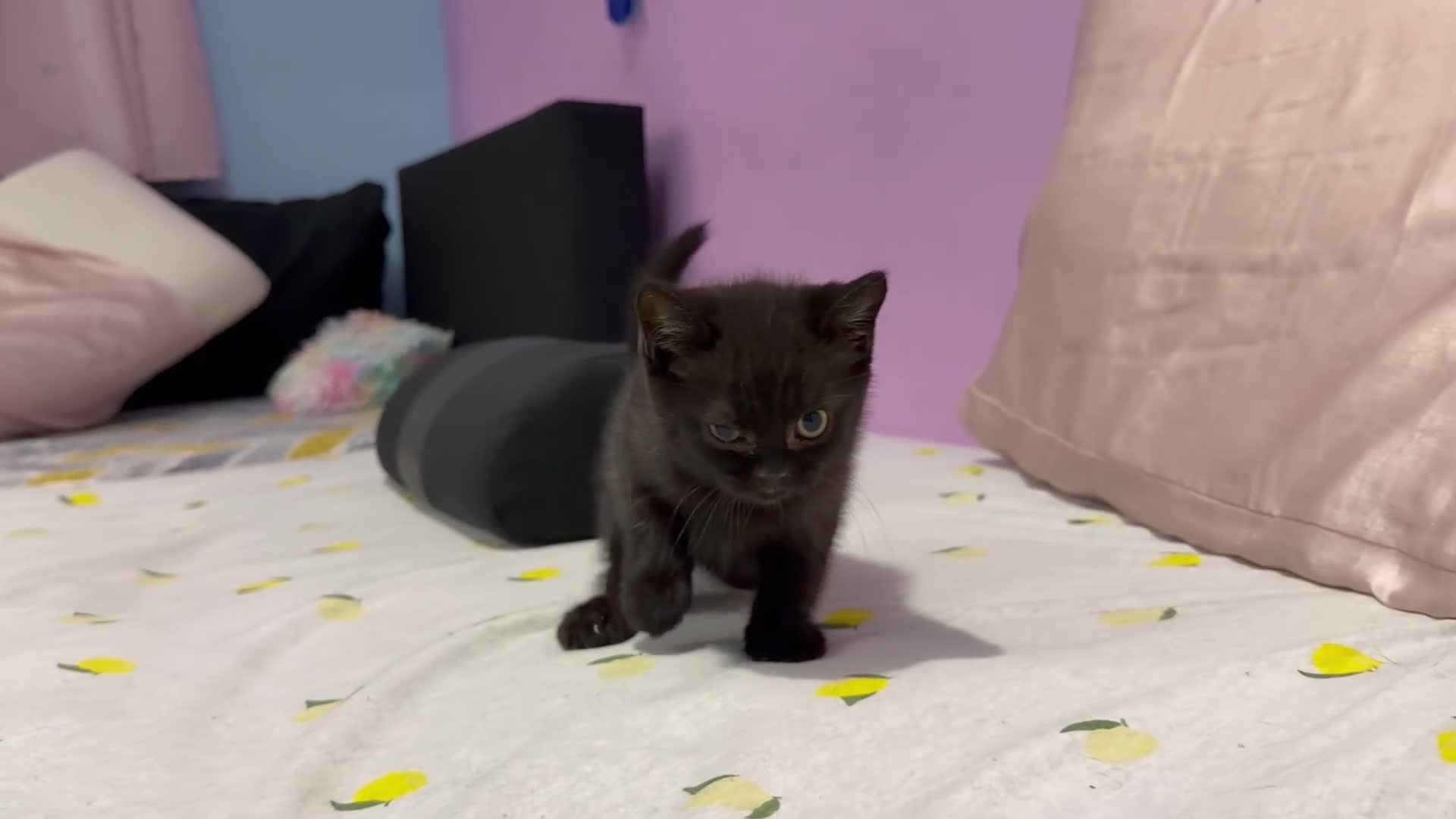 British Shorthair cats for sale: Kitens will be ready for 17 June  - Video 2
