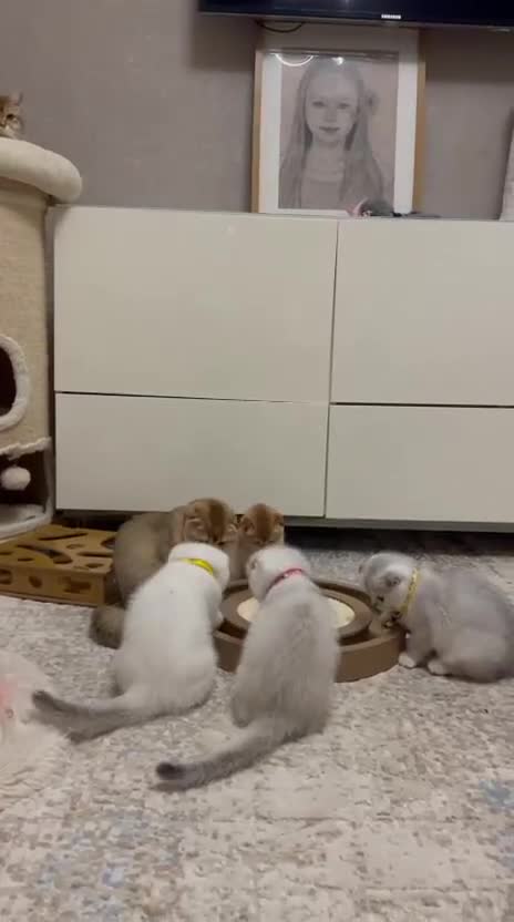 Scottish Fold cats for sale: Beautiful TICA Registered Scottish Girl Kittens - Video 3