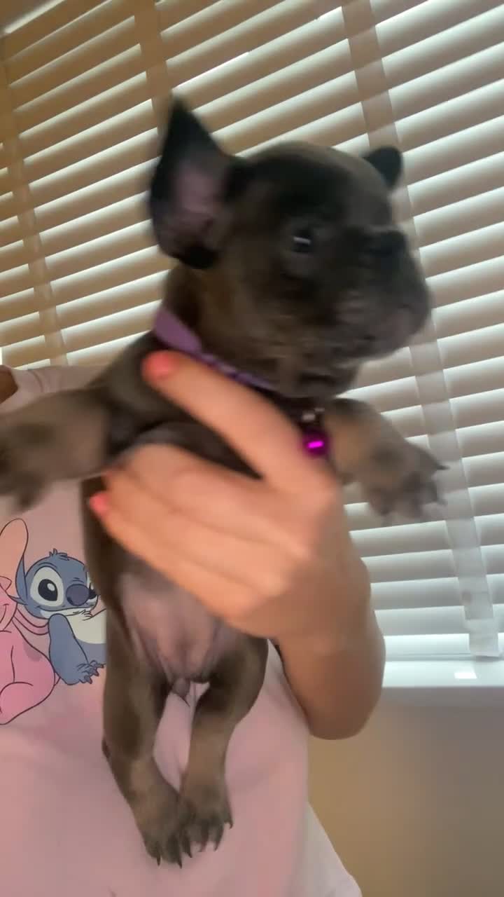 French Bulldog dogs for sale: Female French Bulldogs  - Video 2