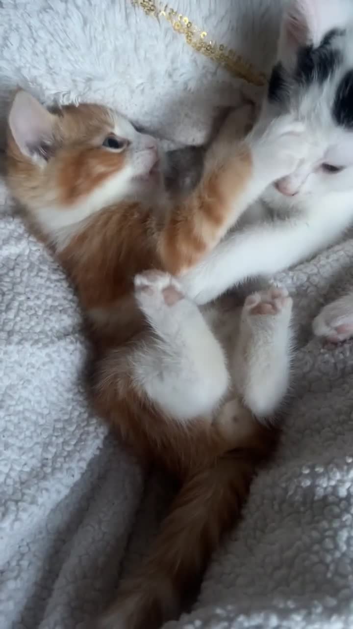 Mixed Breed cats for sale: GINGER KITTENS - Video 1