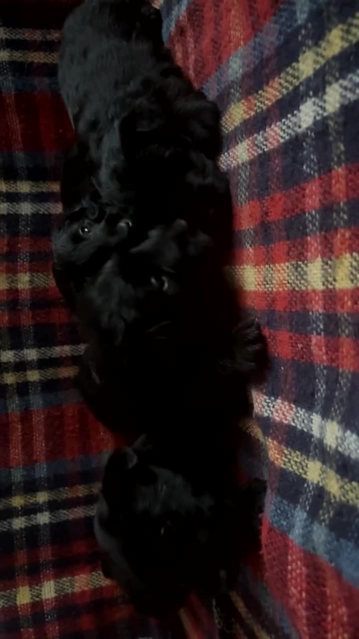 Scottish Terrier dogs for sale: Beautiful Scottie’s  - Video 2