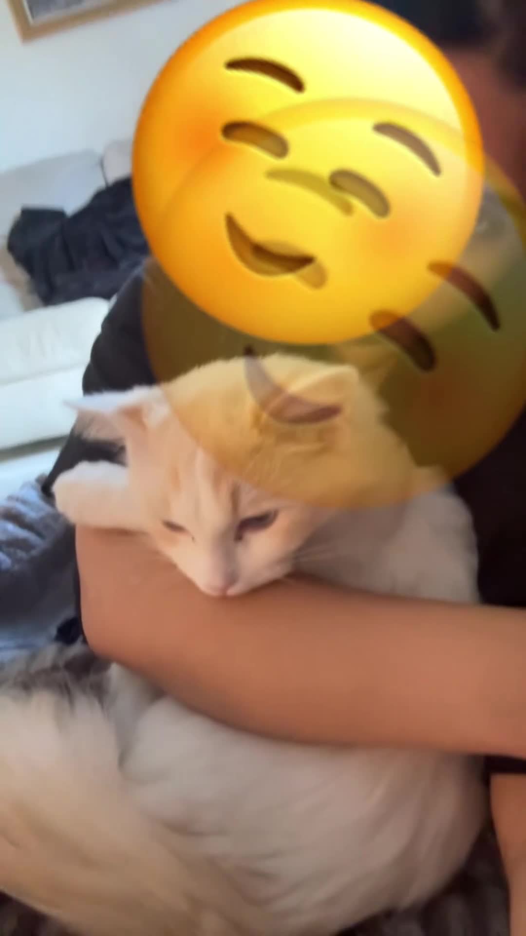 Ragdoll cats for adoption: Pedigree Ragdoll - Skye - Video 1