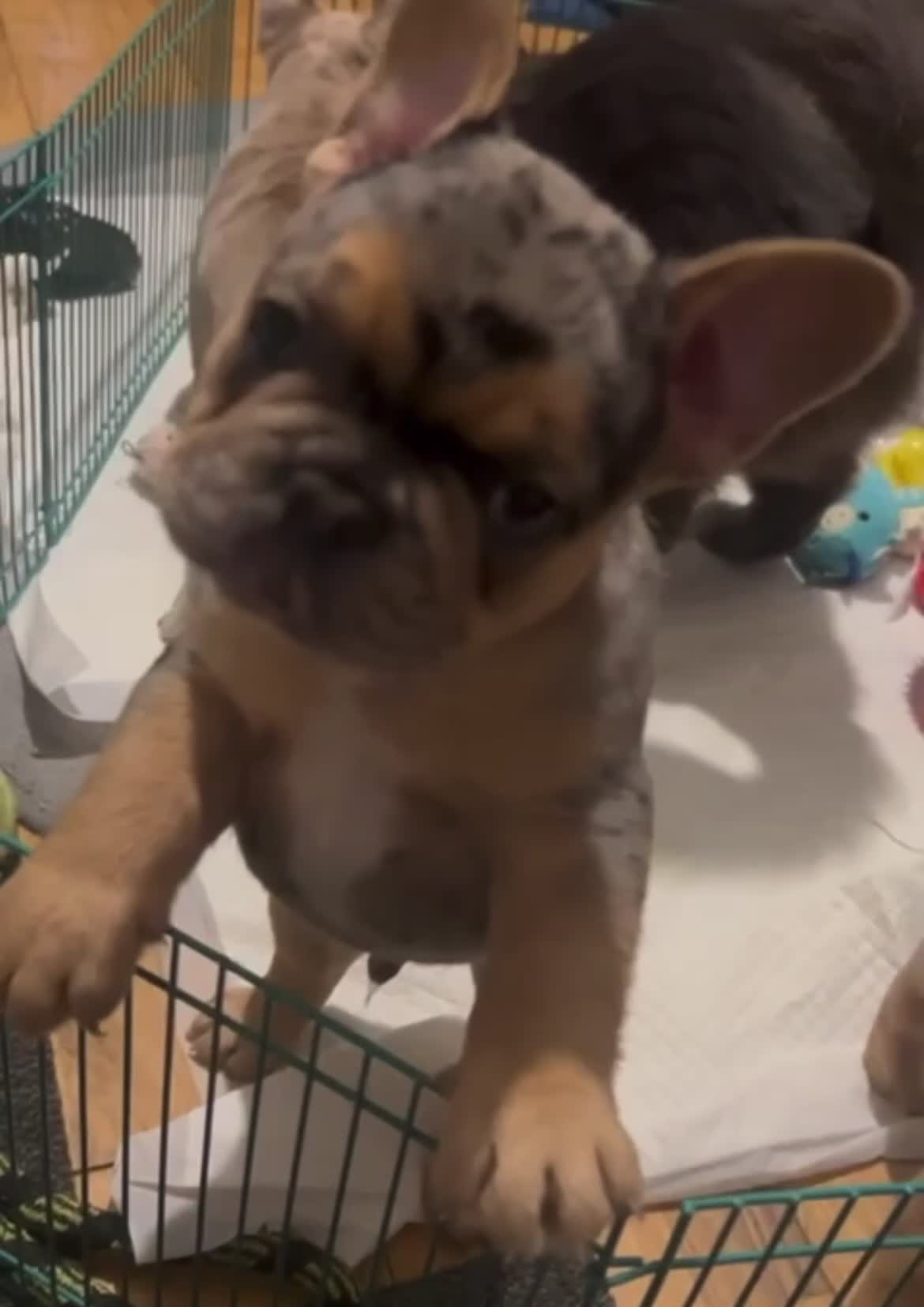 French Bulldog dogs for sale: Merle french bulldogs puppies  - Video 1