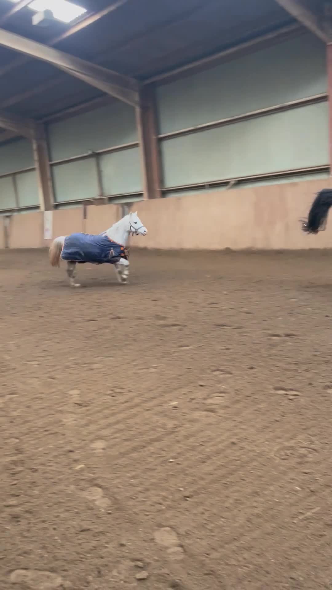 Welsh Section A horses for sale: Gorgeous Welsh A Part Bred in Llandrindod Wells - Video 5