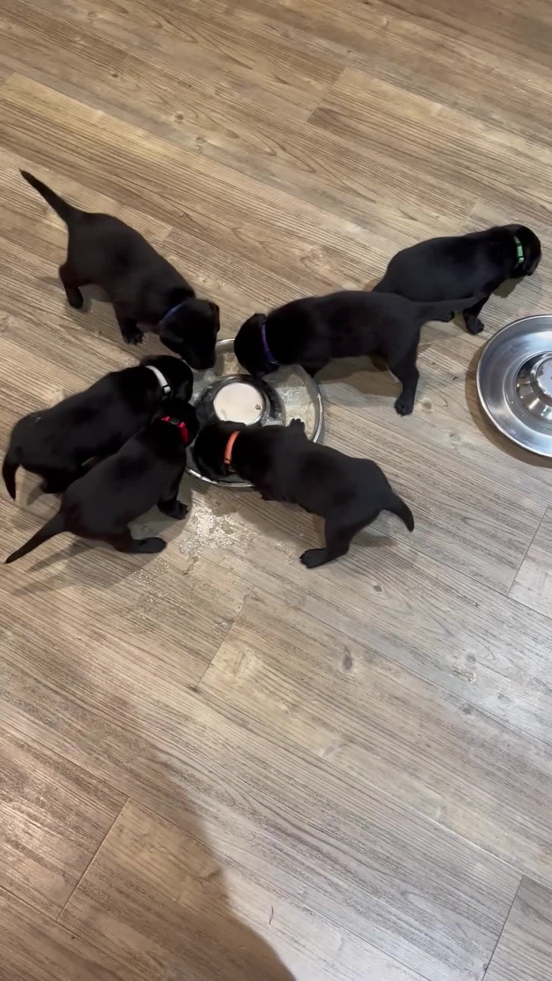 Labrador Retriever dogs for sale: Black Labrador Puppies for sale  - Video 2