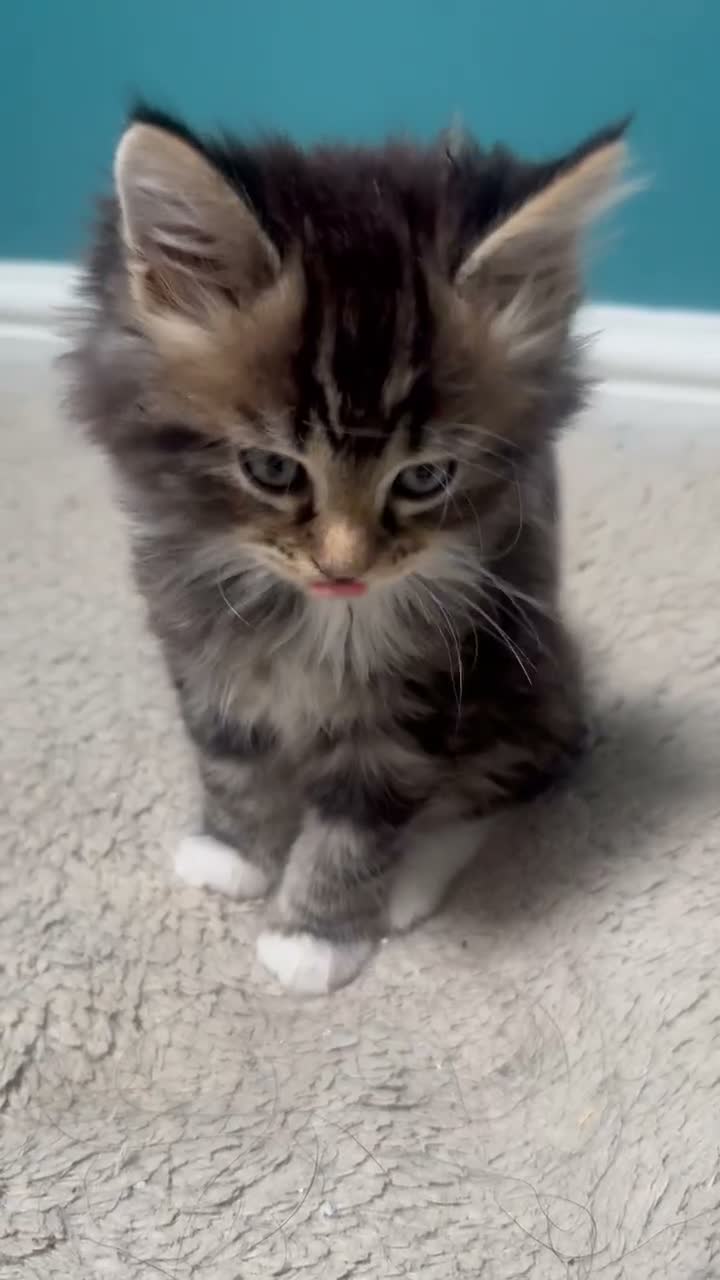 Maine Coon cats for sale: Stunning Maine Coon X Kittens! - Video 2