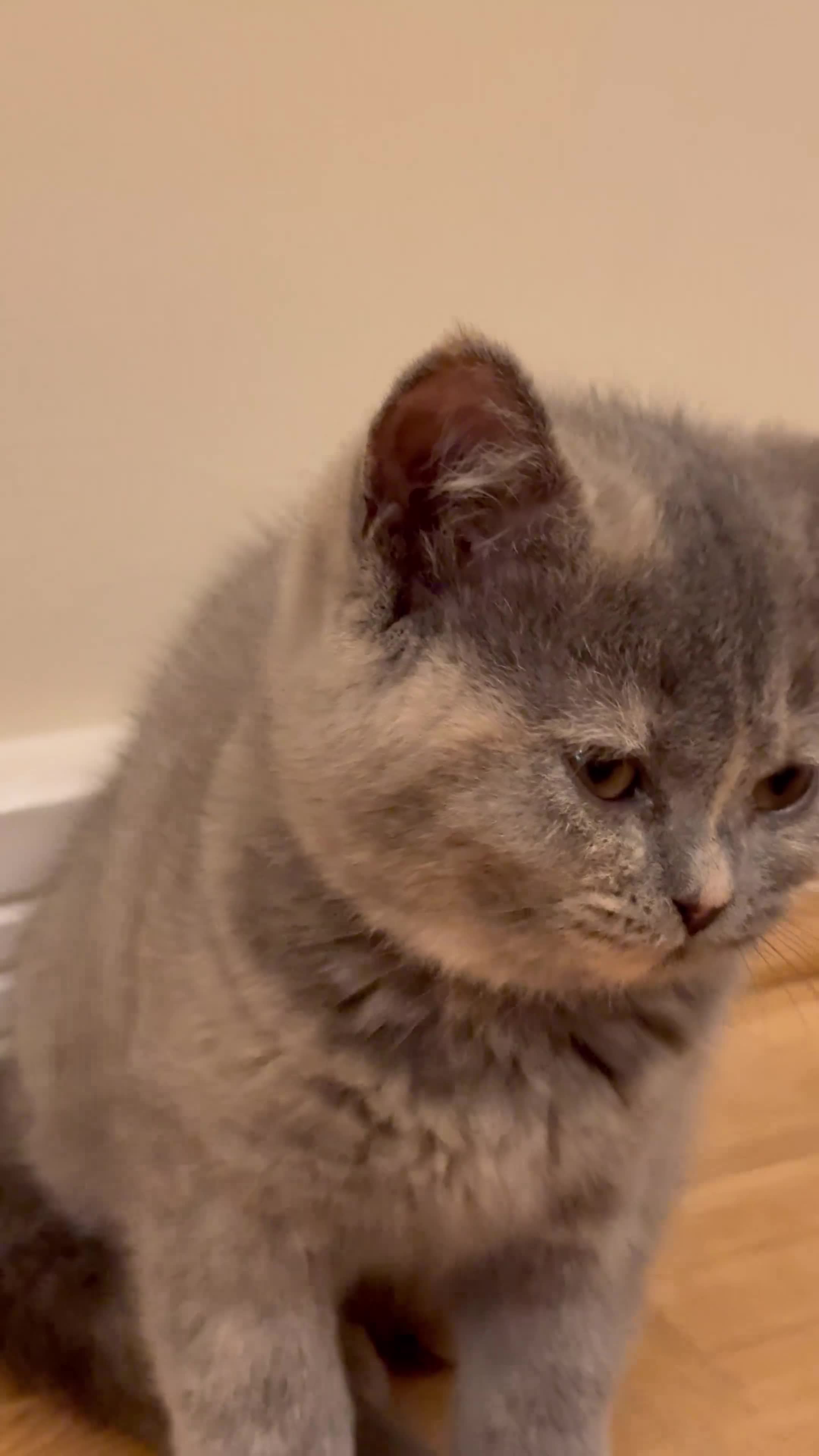 British Shorthair cats for sale: Beautiful Kitten ready to leave  - Video 3