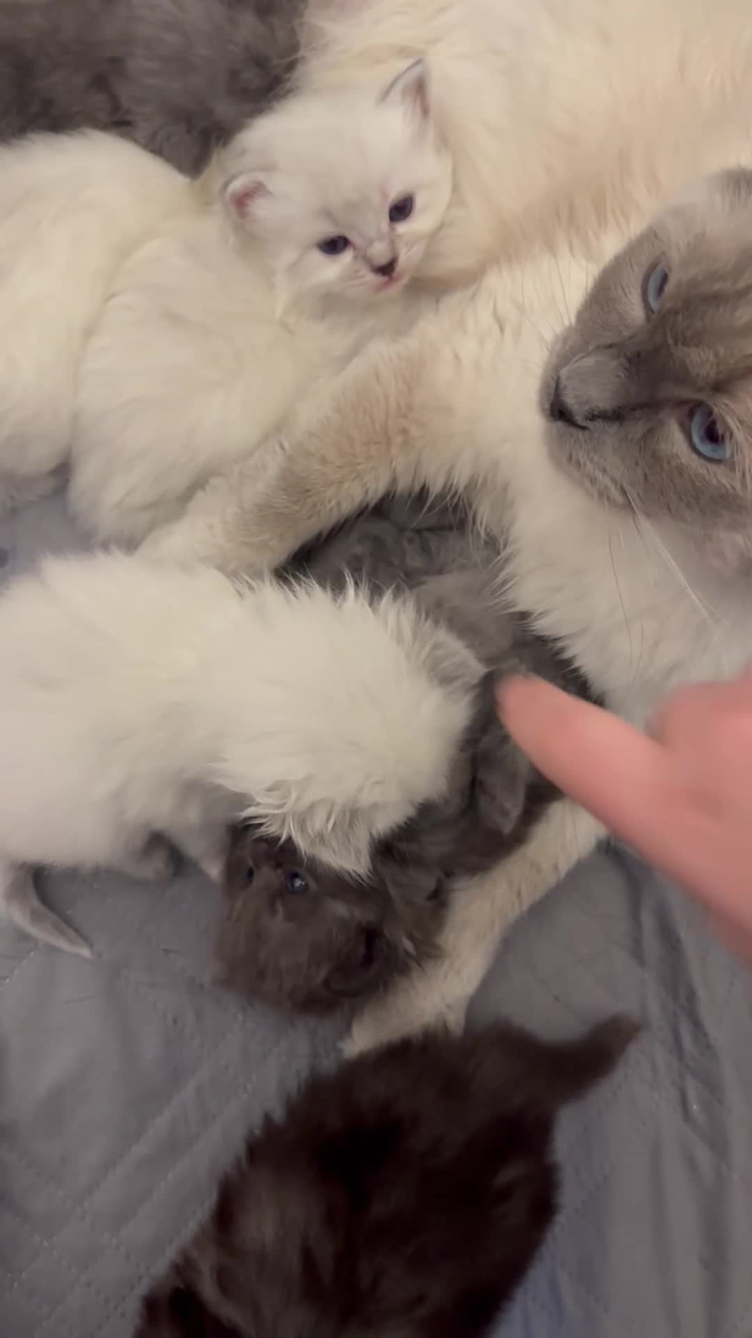 Perdoll cats for sale: PERDOLL KITTENS FOR SALE - Video 1