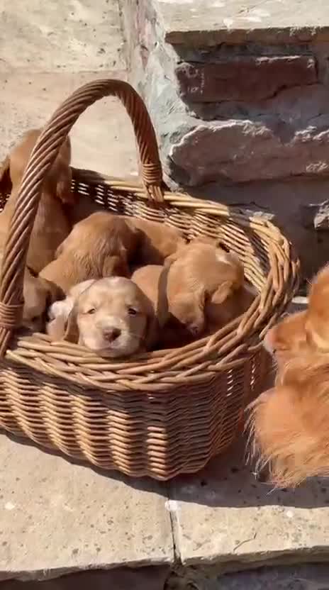 Cocker Spaniel dogs for sale: GORGEOUS GOLDEN HEALTH TESTED COCKER PUPPIES - Video 4