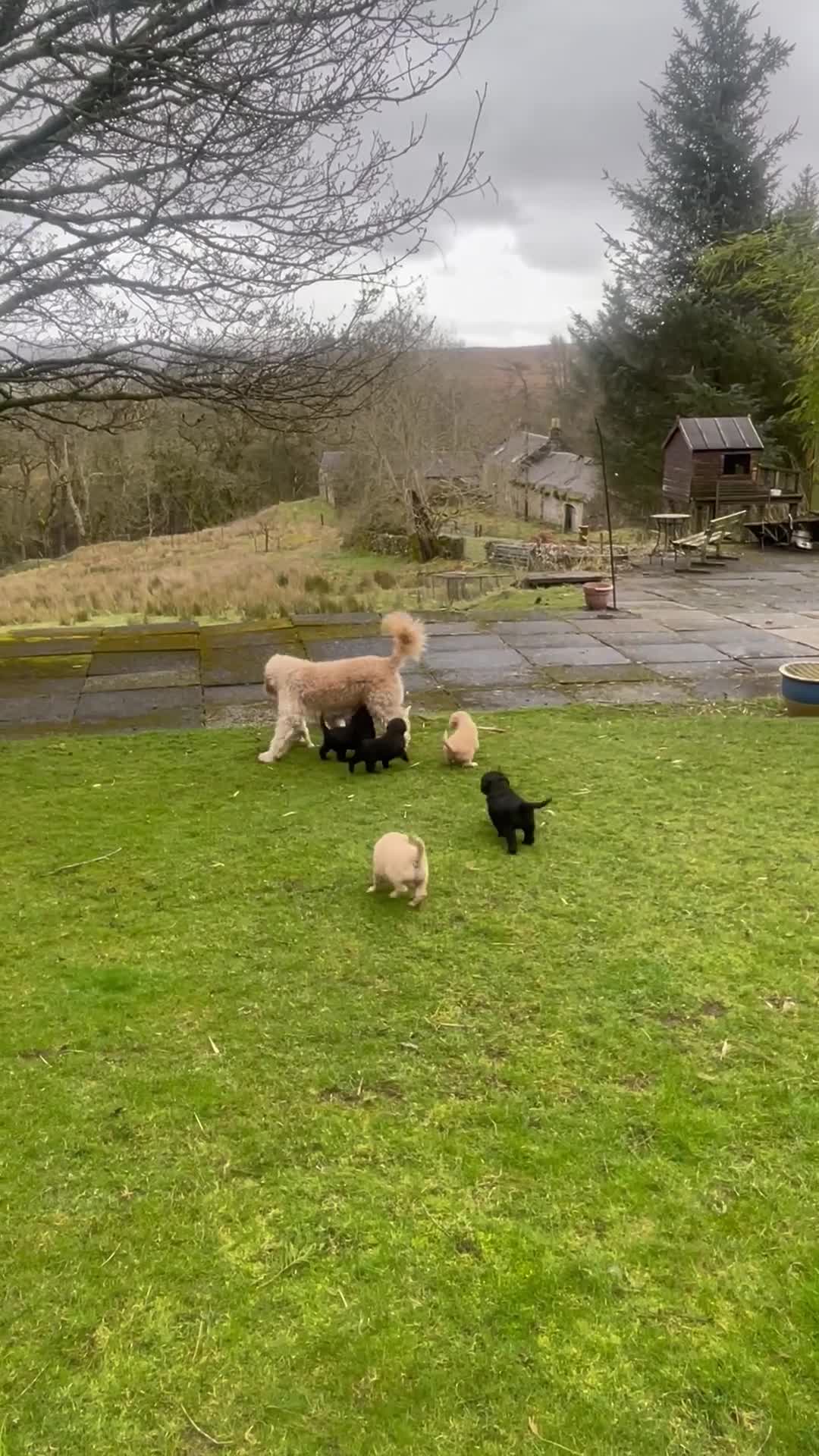 Goldendoodle dogs for sale: Stunning F2 Goldendoodle Puppies in Ayr - Video 1