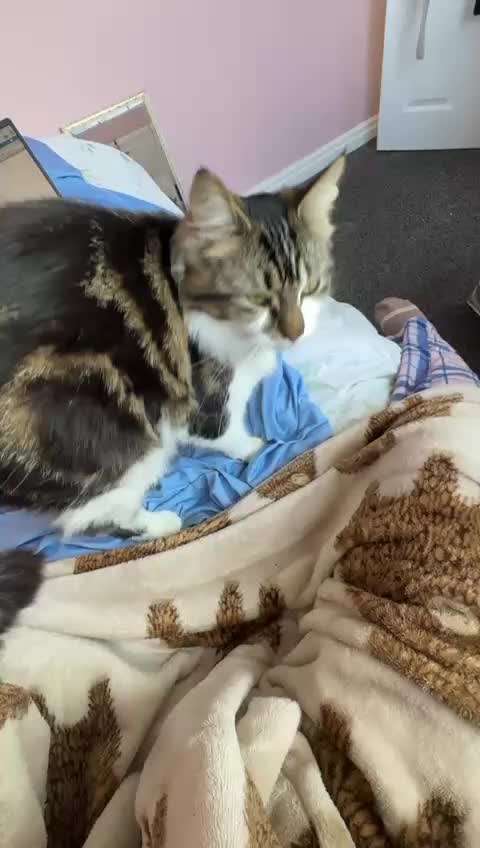 Mixed Breed cats for sale: Friendly 1 year old cat in Derby - Video 2
