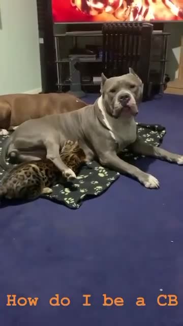 Bengal cats for sale: TICA, GCCF Champion Bloodline Bengal Kittens in London - Video 5