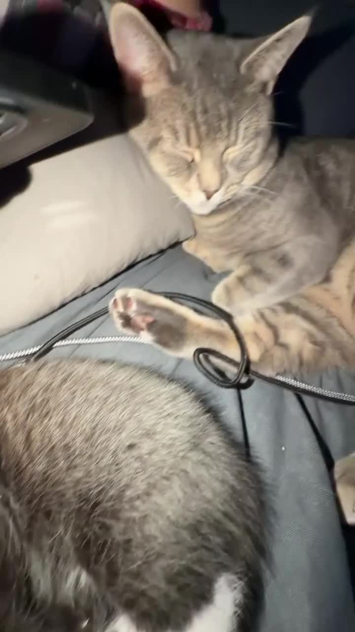 British Shorthair cats for sale: British short haired mix - Video 2