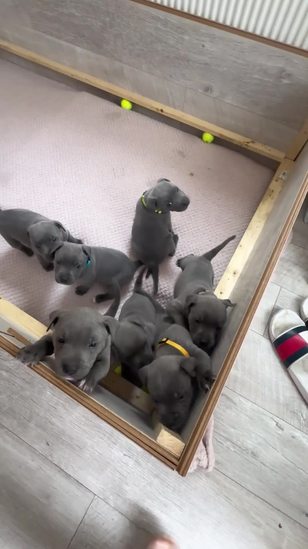 Staffordshire Bull Terrier dogs for sale: Stunning Blue Staffie Puppies 🐾  - Video 5