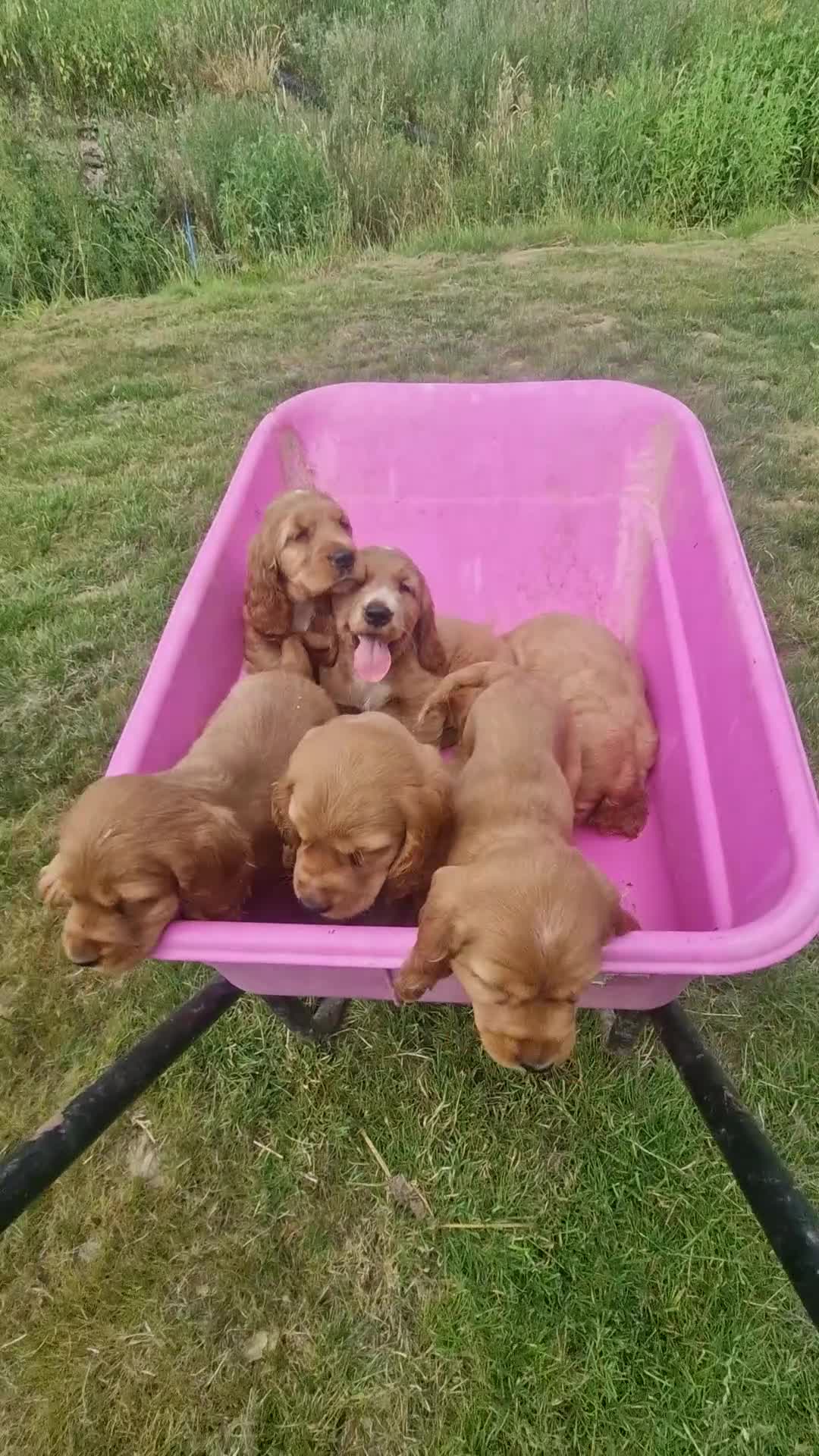 Cocker Spaniel dogs for sale: Golden Show type Cocker Spaniel puppies - Video 2