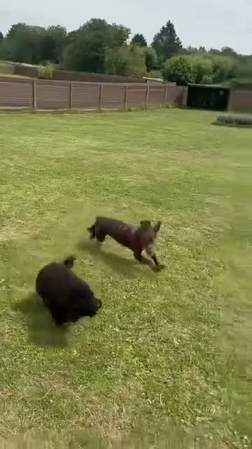 Cocker Spaniel dogs for sale: Beautiful Cocker Spaniel Girl Needs a Loving Home - Video 2