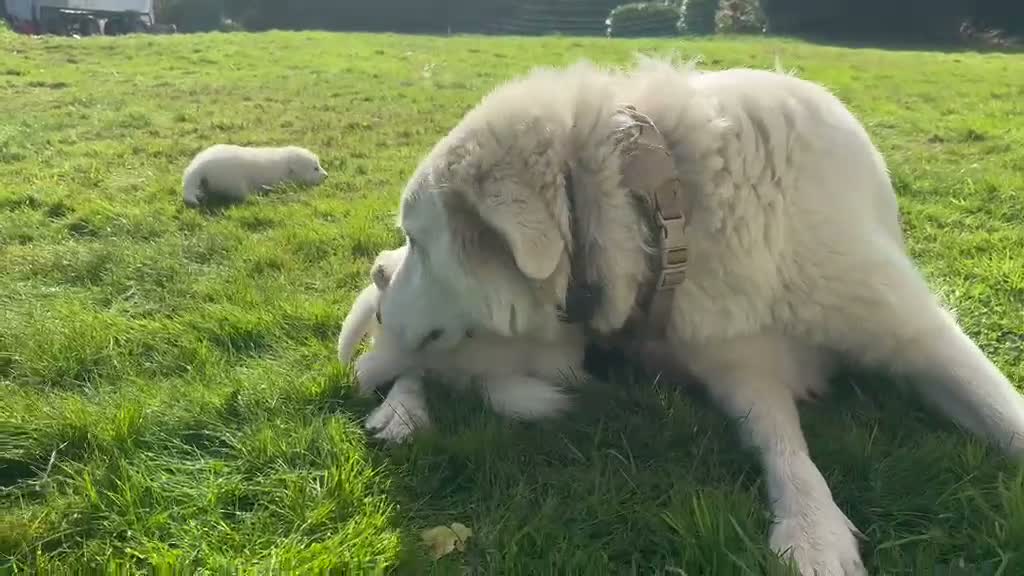 Maremma Sheepdog dogs for sale: A Rare Opportunity to Welcome a Maremma Sheepdog - Video 4