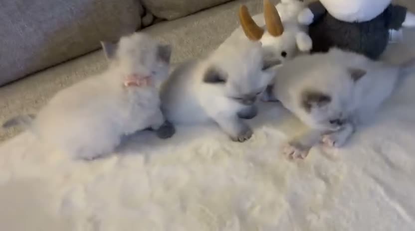 Ragdoll cats for sale: Ragdoll Babies ❤️ - Video 1