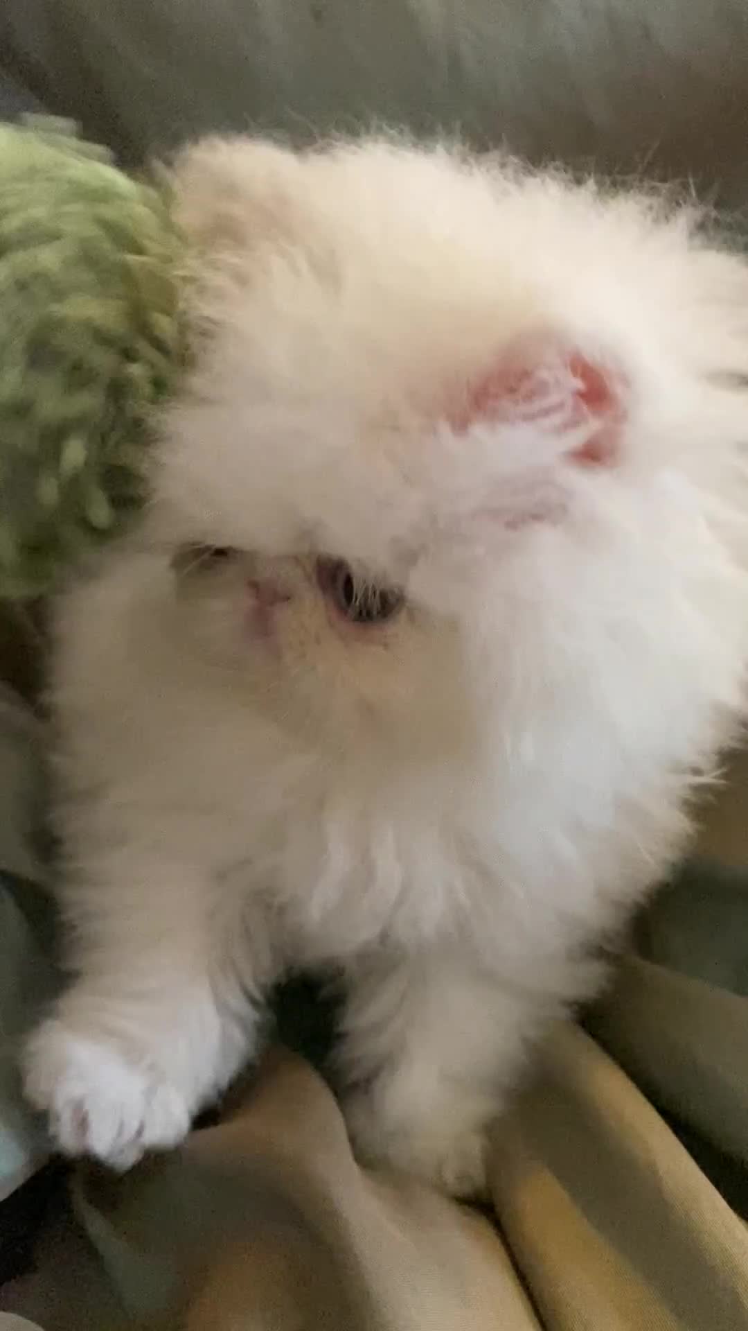 Exotic cats for sale: (Rare odd eye bicolours)🏆Exceptional. - Video 1